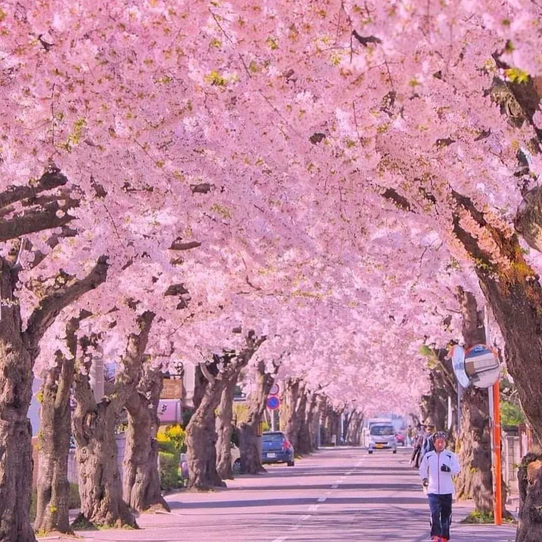 Long live Japanese spring ……